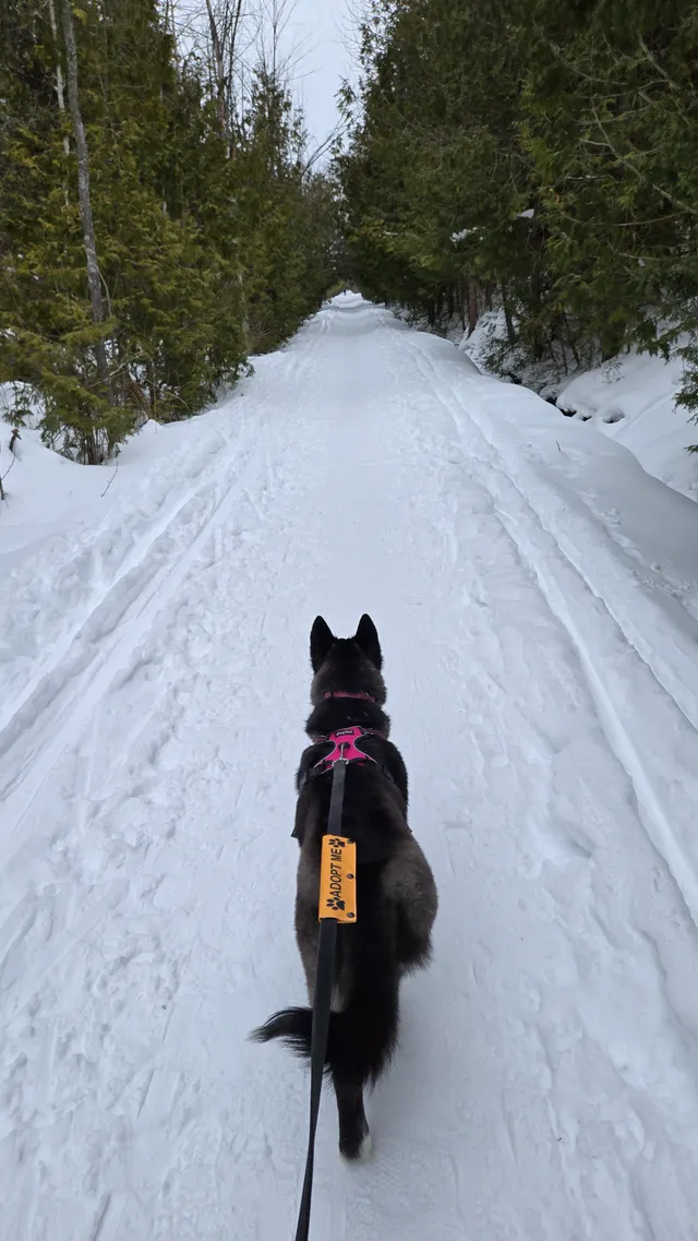 Photo 5 of Sakari (Dolly)