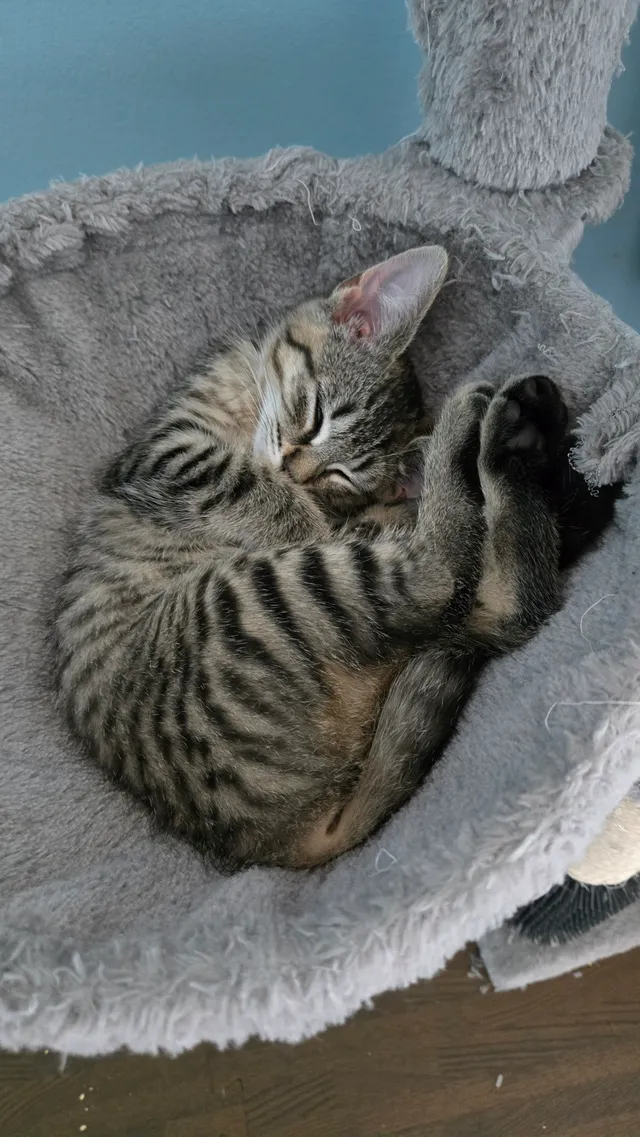 Photo 4 of Gidget