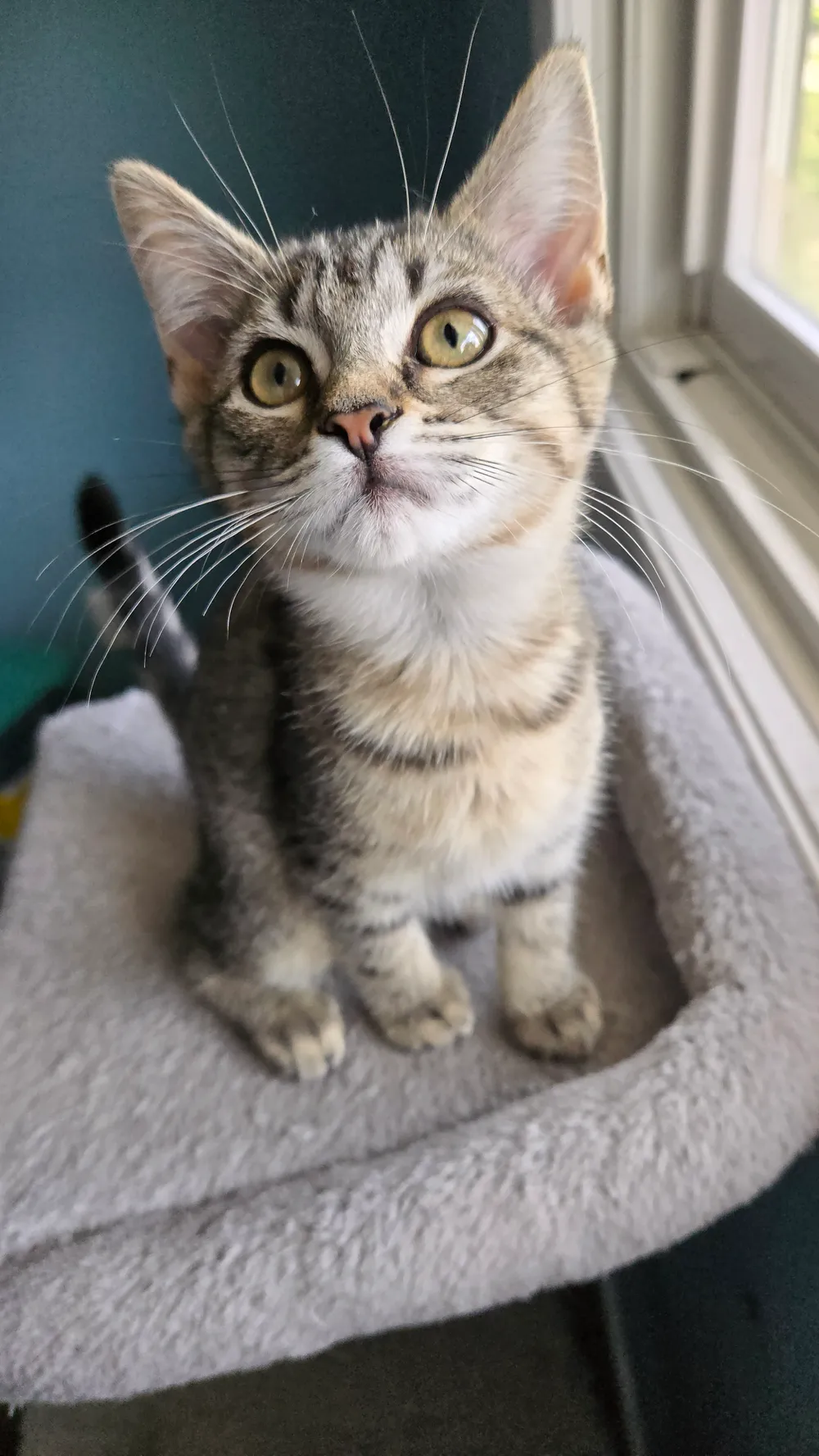 Photo of Gidget