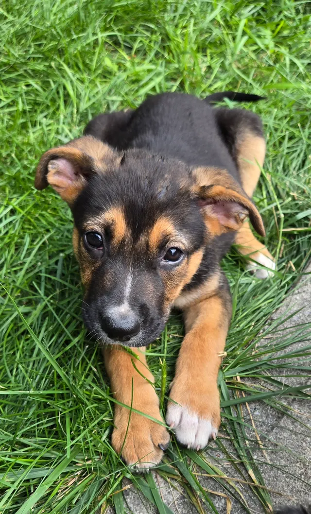 Photo 4 of Riley (Fenway)