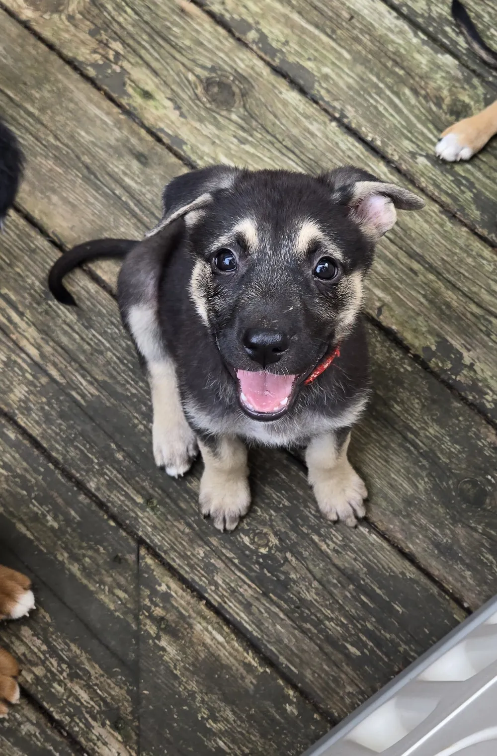 Photo of Millie (Ace)