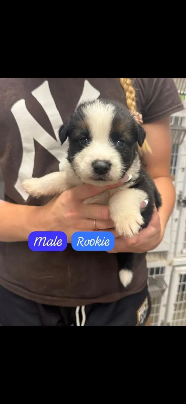 Photo 4 of Rookie