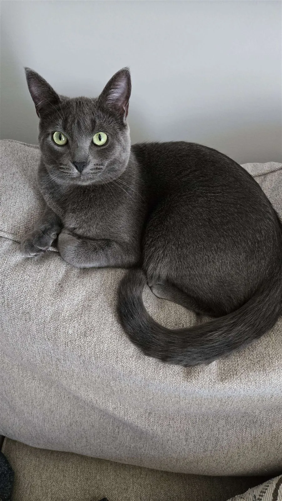 Photo of Ash